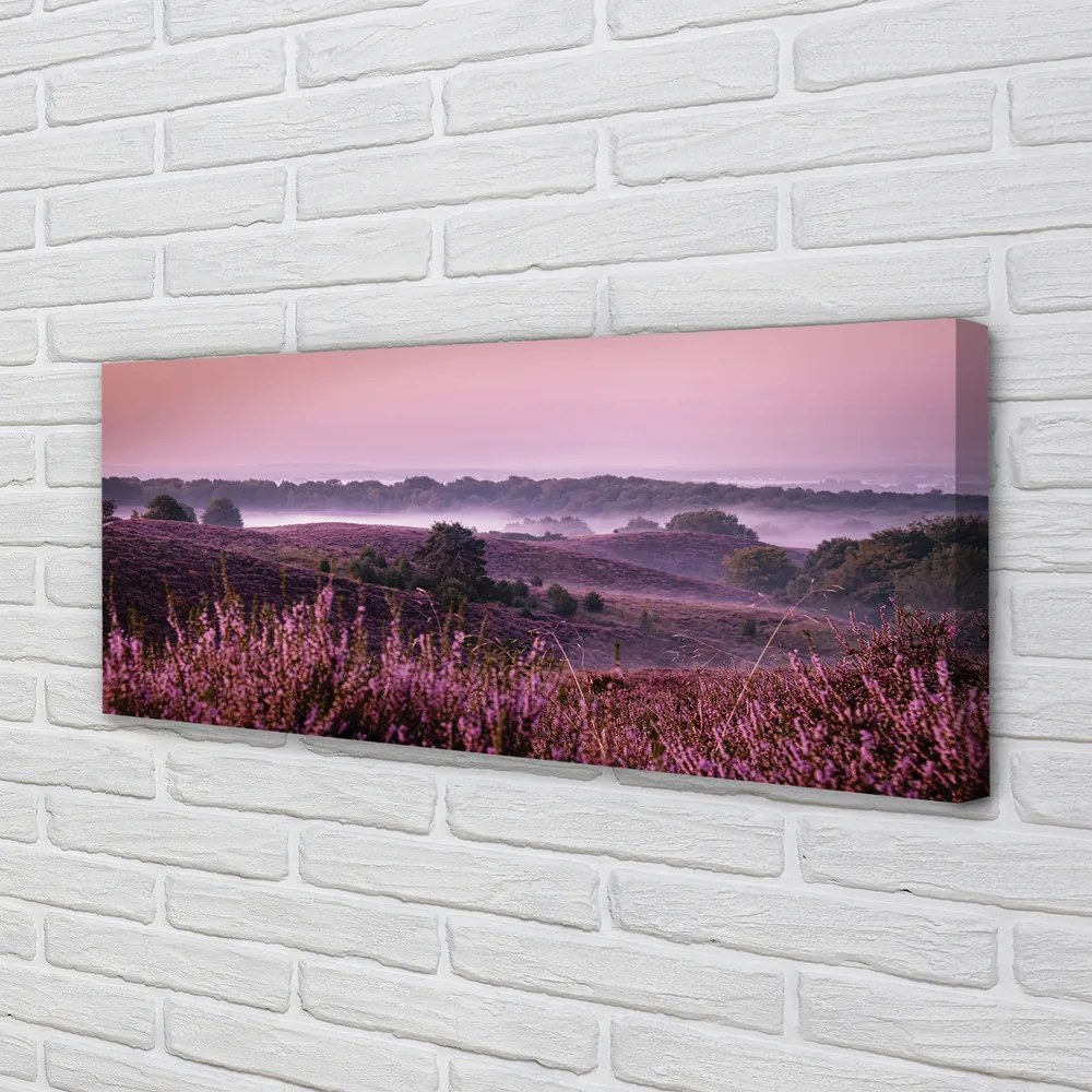 Obraz drukowany na płótnie Pole Wrzosów