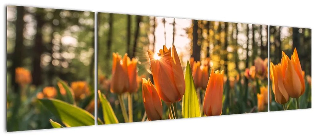 Obraz - kwiaty tulipanów (170x50 cm)