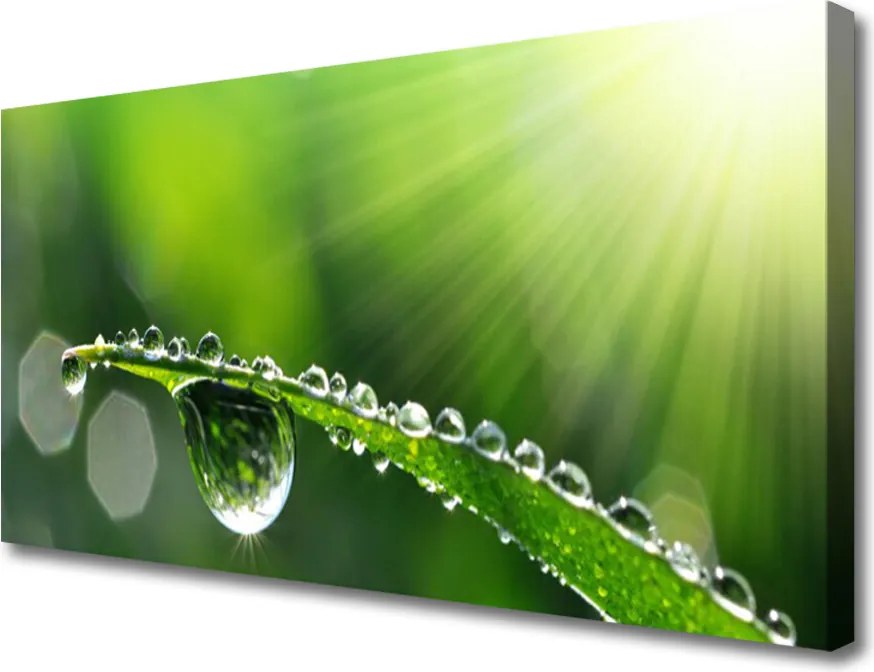 Zdjęcie na płótnie Perlista Rosa na Źdźbłach