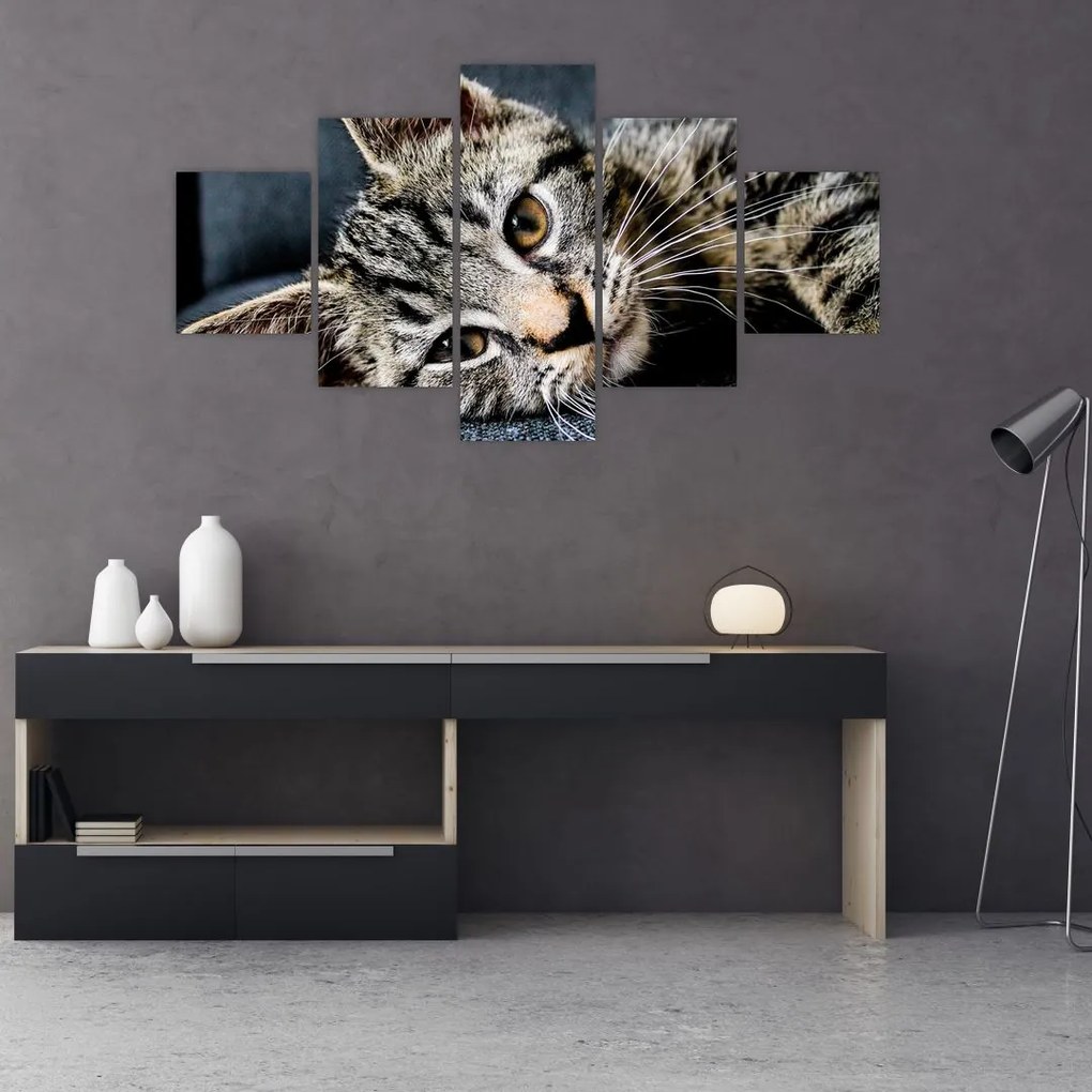 Obraz - Kotek (125x70 cm)