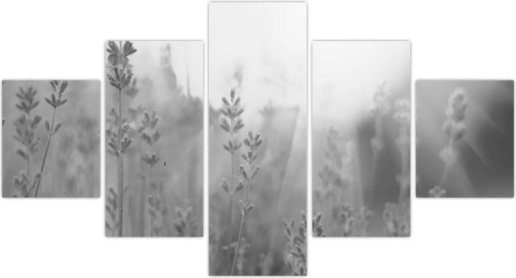 Obraz - Lawenda (125x70 cm)