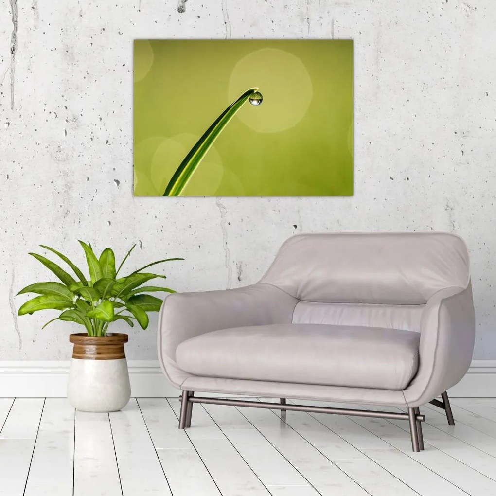 Obraz na szkle - krople wody na trawie (70x50 cm)