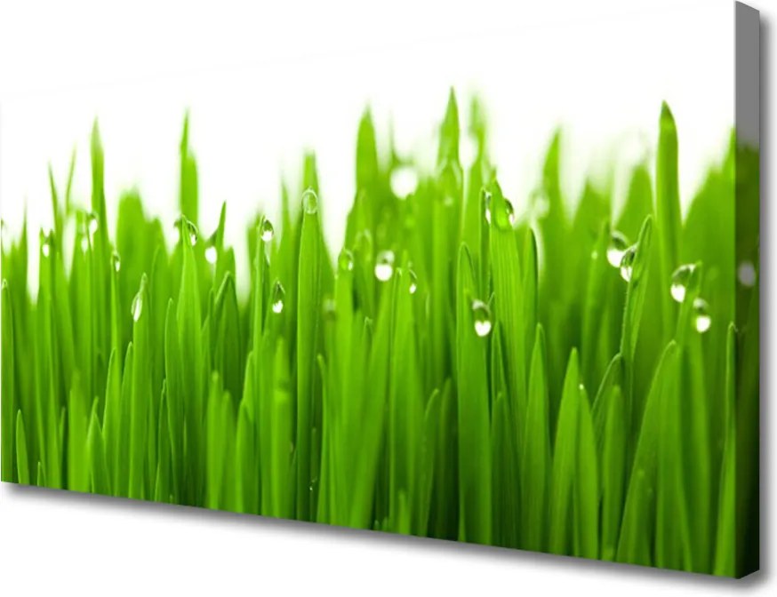 Zdjęcie na płótnie Soczysta Zieleń Polany