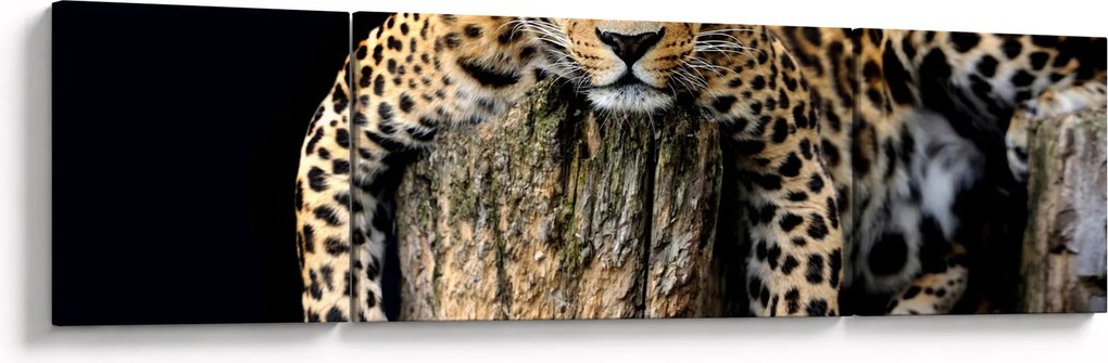 Obraz - Gepard (170x50 cm)
