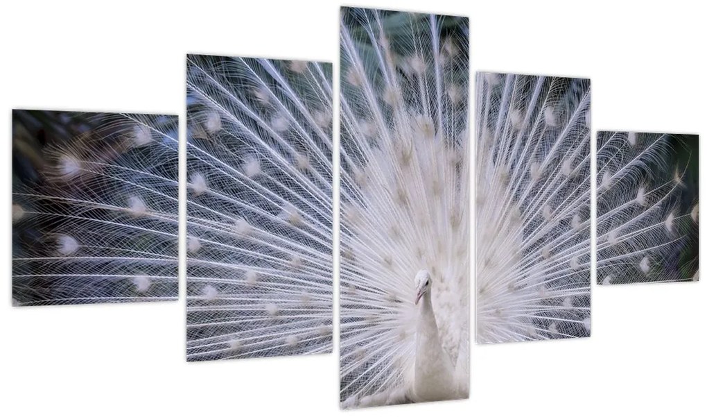 Obraz - Biały paw (125x70 cm)
