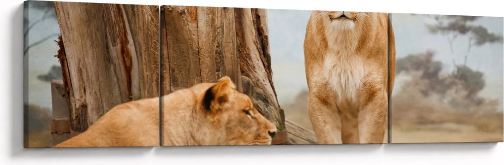 Obraz - dwie lwice (170x50 cm)