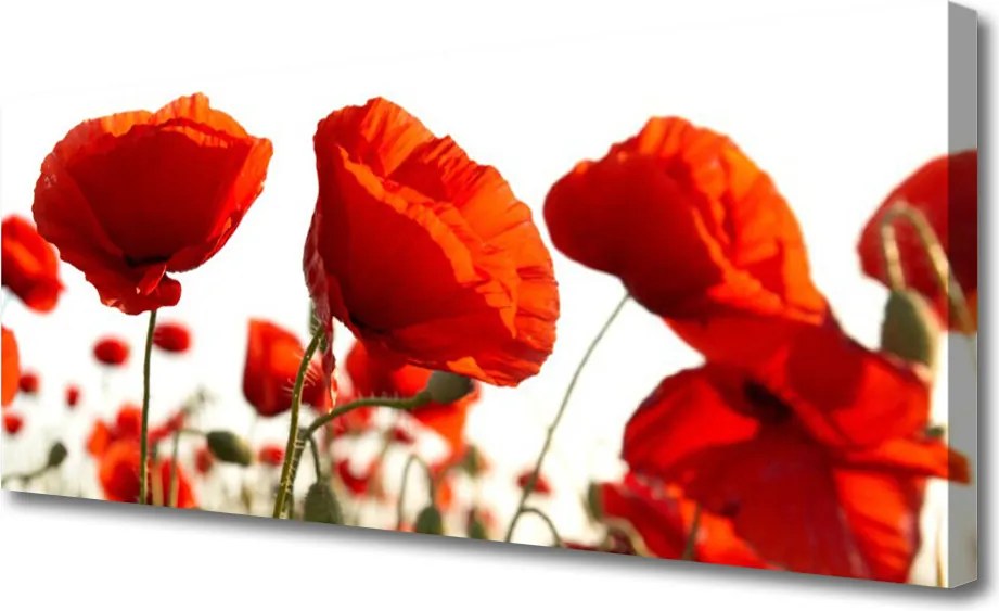 Fotoobraz na płótnie Czerwone Maki o Poranku