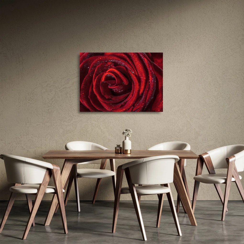 Obraz na szkle - Czerwona róża z kroplami rosy (70x50 cm)