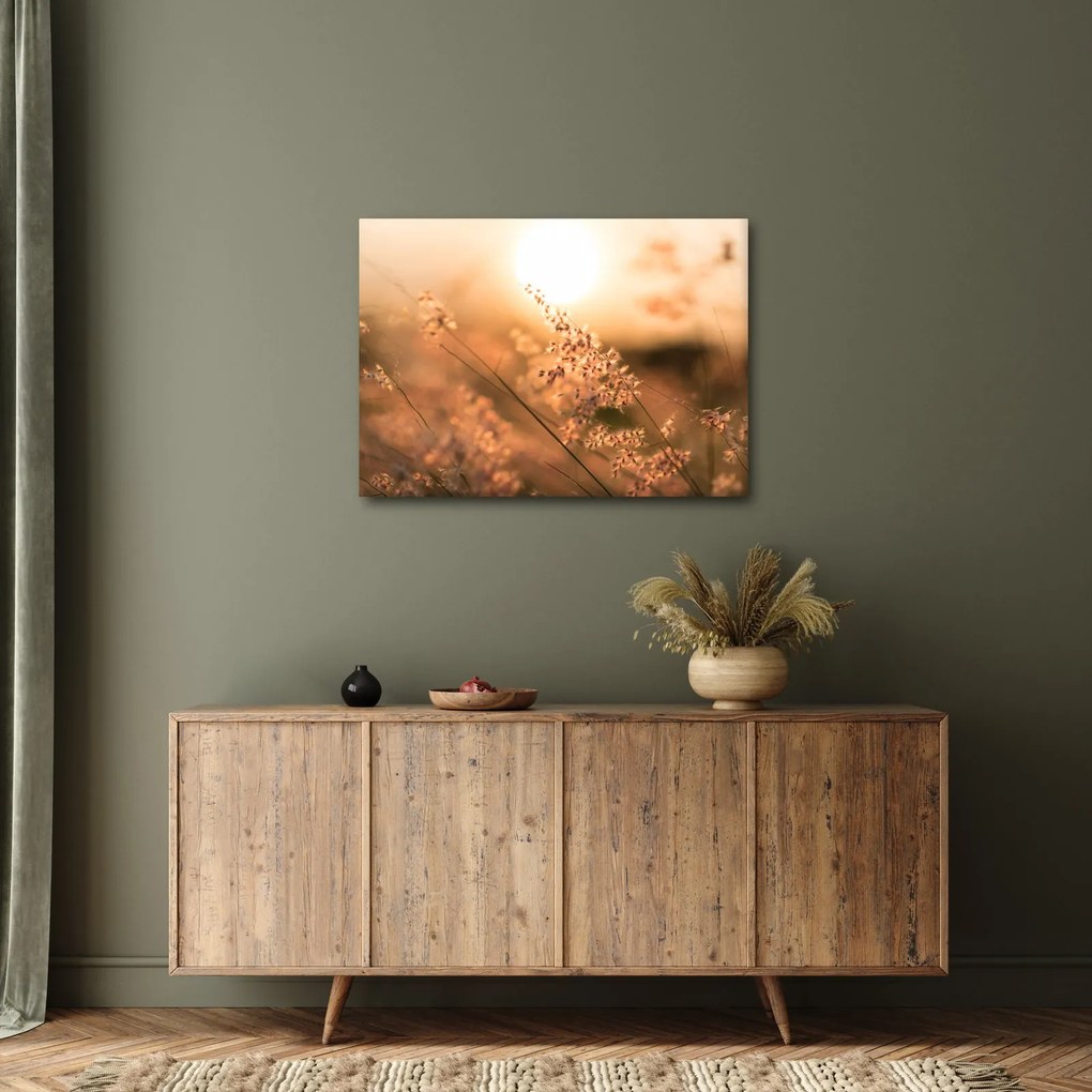 Obraz - Trawa na słońcu (70x50 cm)