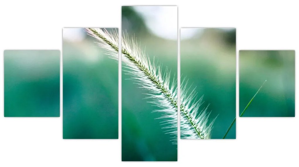 Obraz źdźbła trawy (125x70 cm)