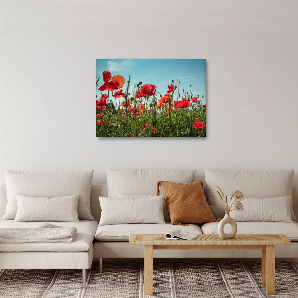 Obraz - Na polu maków (70x50 cm)
