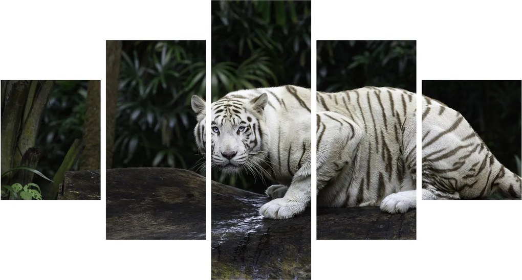 Obraz - Tygrys albinos (125x70 cm)