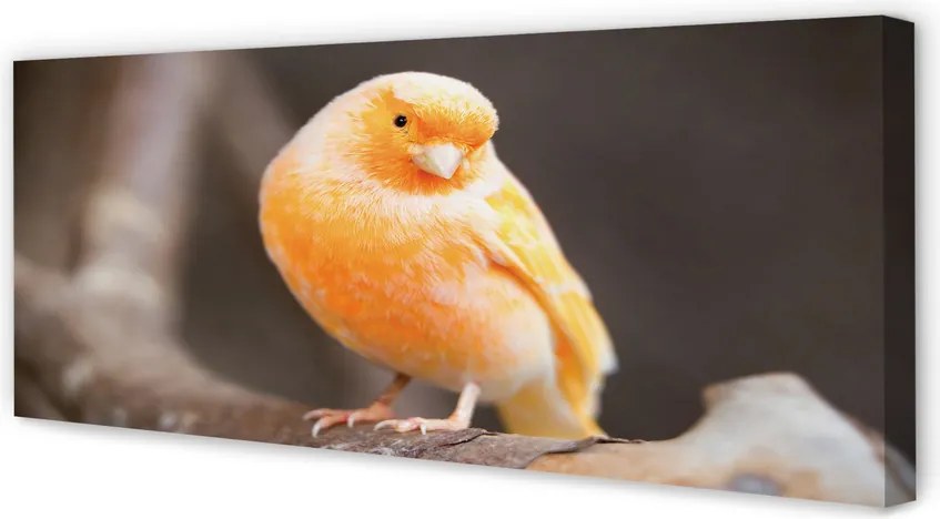 Obraz canvas na ścianę Papuga na Gałęzi