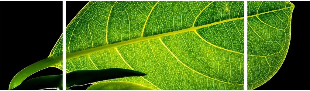 Obraz - zielony liść (170x50 cm)