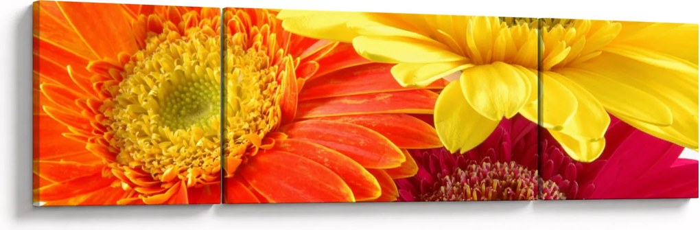 Obraz - Kwiaty Gerbery (170x50 cm)