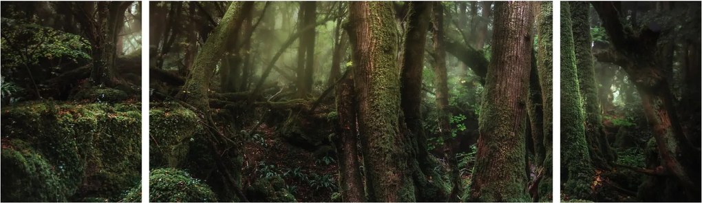 Obraz - Tajemniczy las (170x50 cm)