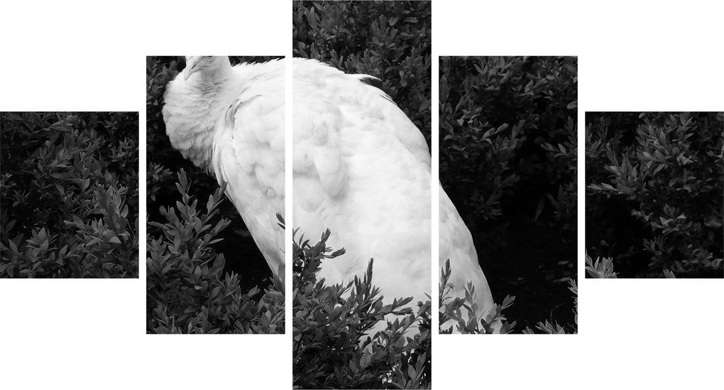 Obraz - Paw, czarno - biały (125x70 cm)