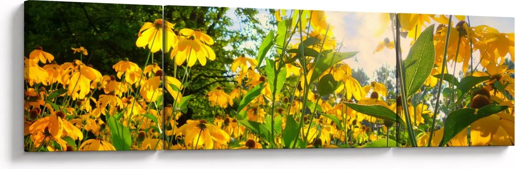 Obraz żółtych kwiatów (170x50 cm)