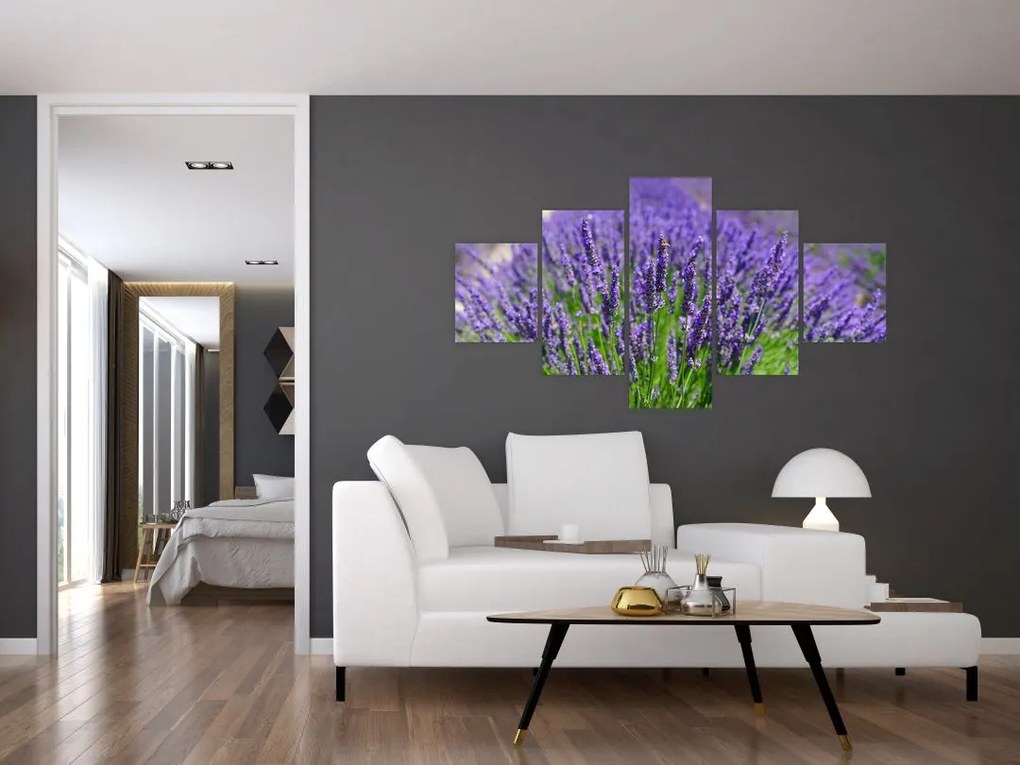 Obraz - lawenda (125x70 cm)
