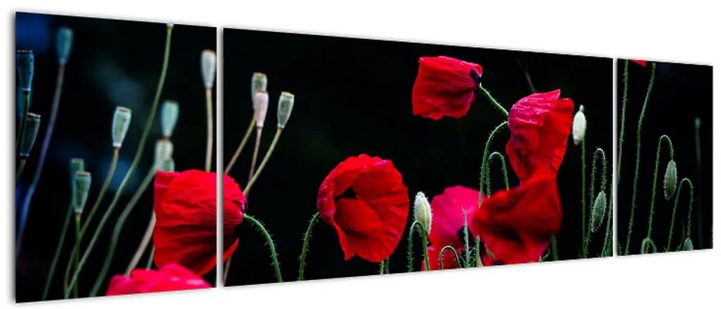 Obraz - Taniec maków (170x50 cm)