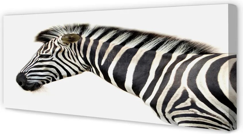 Zdjęcie na płótnie Samotna Zebra