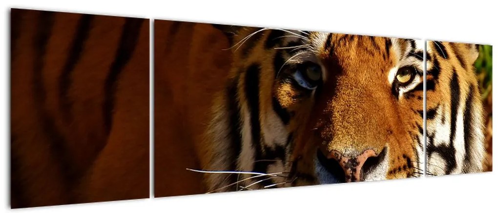Obraz tygrysa (170x50 cm)