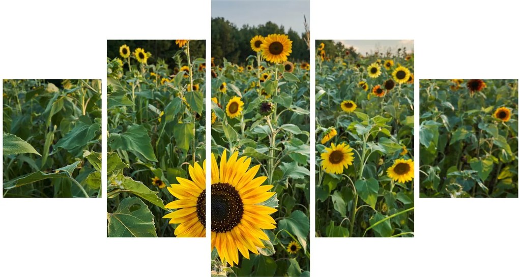 Obraz - Sunflower Field II. (125x70 cm)