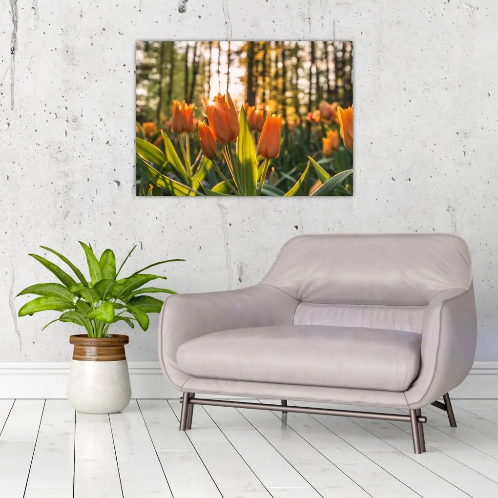 Obraz - kwiaty tulipanów (70x50 cm)