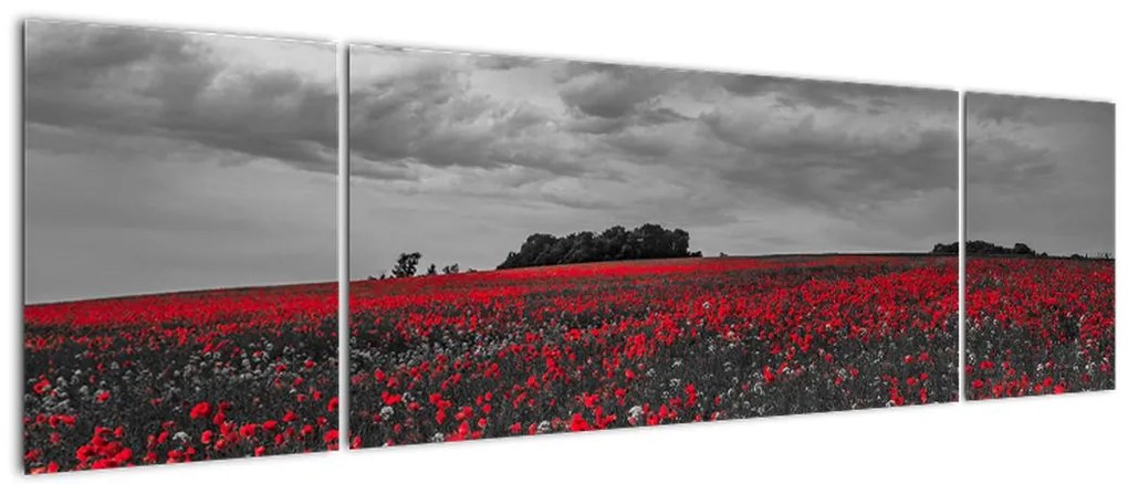 Obraz maków (170x50 cm)