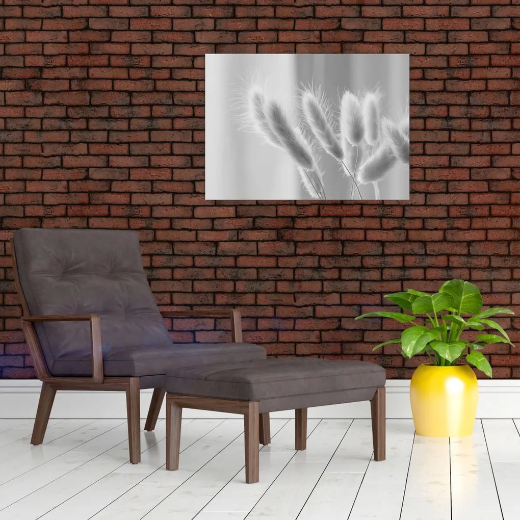 Obraz - Trawa z króliczym ogonkiem (70x50 cm)