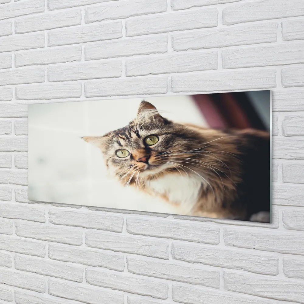 Panel Szklany Kot maine coon