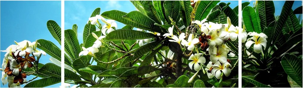 Obraz - Plumeria (170x50 cm)