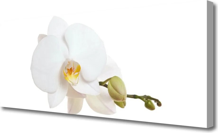 Obraz canvas Subtelny Akcent Botaniczny