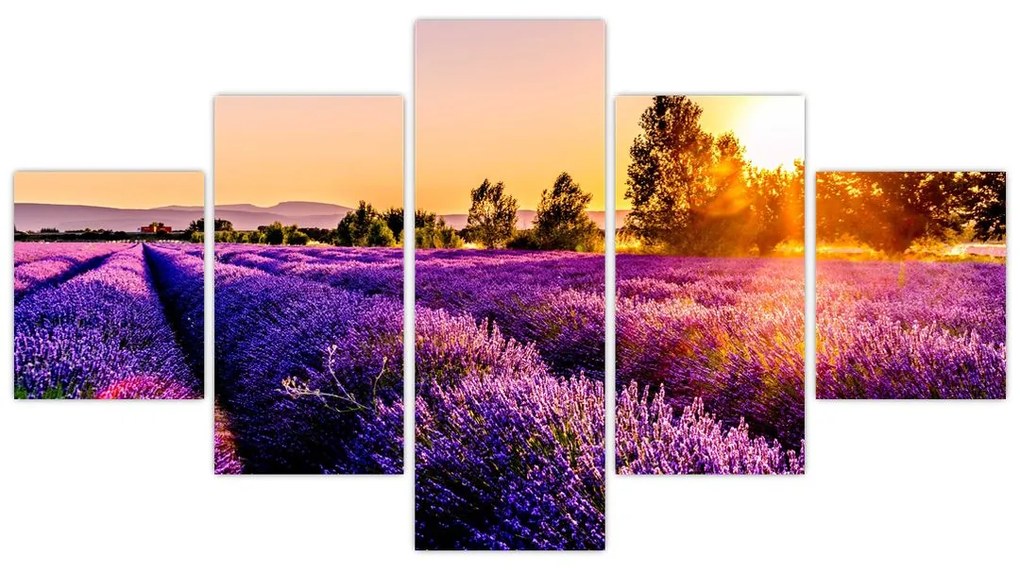 Obraz pola lawendy, Prowansja (125x70 cm)