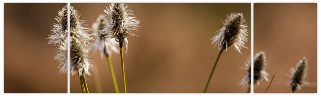 Obraz - Trawa (170x50 cm)