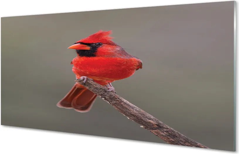 Panel szklany do Kuchni Czerwona Ara w Gęstwinie