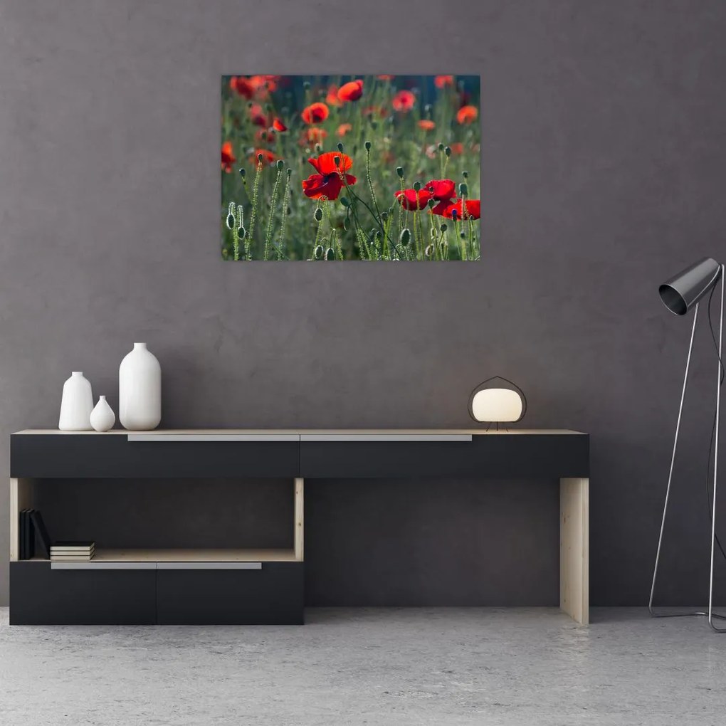 Obraz na szkle - Łąka z makami (70x50 cm)