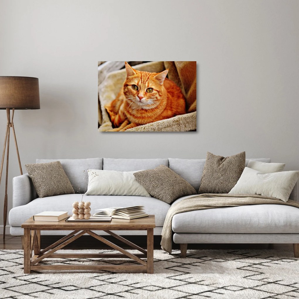 Obraz na szkle leżącego kota (70x50 cm)