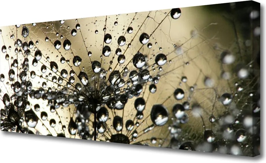 Obraz na płótnie Lekkość Mniszka Lekarskiego