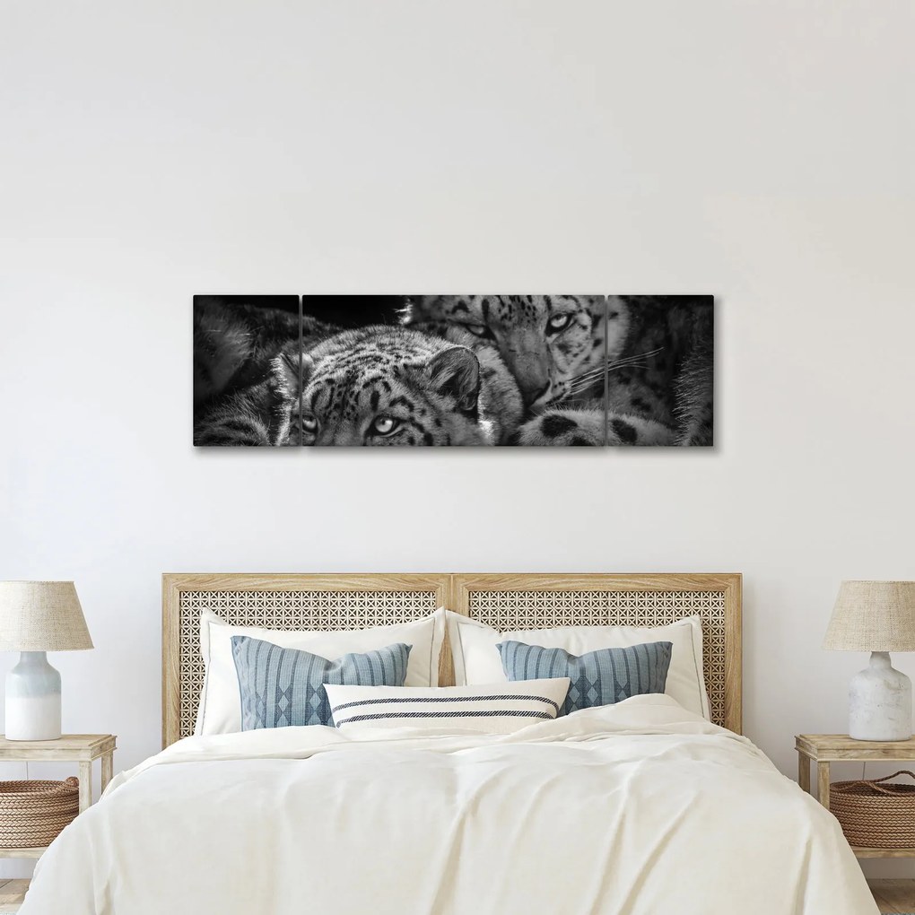 Obraz - Odpoczywające gepardy (170x50 cm)