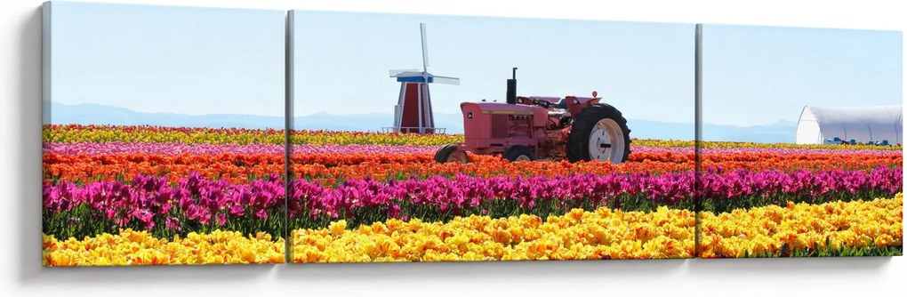 Obraz farmy tulipanów (170x50 cm)