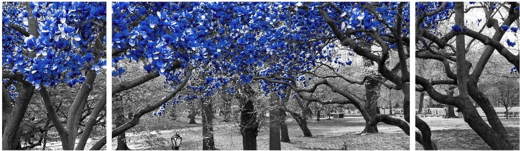 Obraz - Niebieskie drzewa, Central Park, New York (170x50 cm)