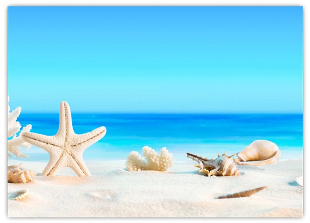 Obraz na szkle - Martwa natura z muszelkami (70x50 cm)