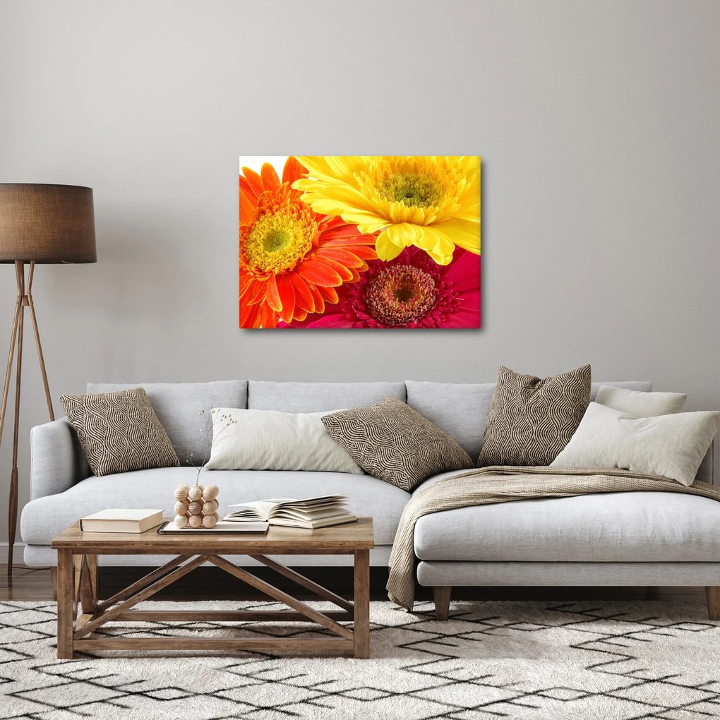 Obraz - Kwiaty Gerbery (70x50 cm)