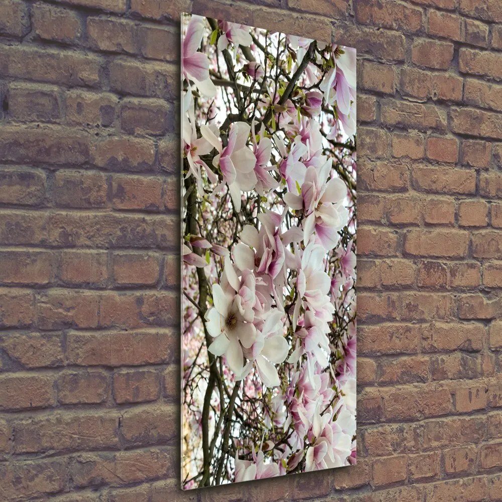 Foto obraz na szkle Kwiaty magnolii