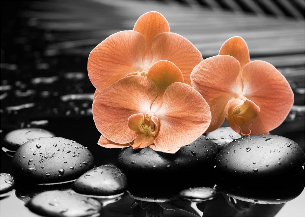 Obraz - Pomarańczowe orchidee (70x50 cm)