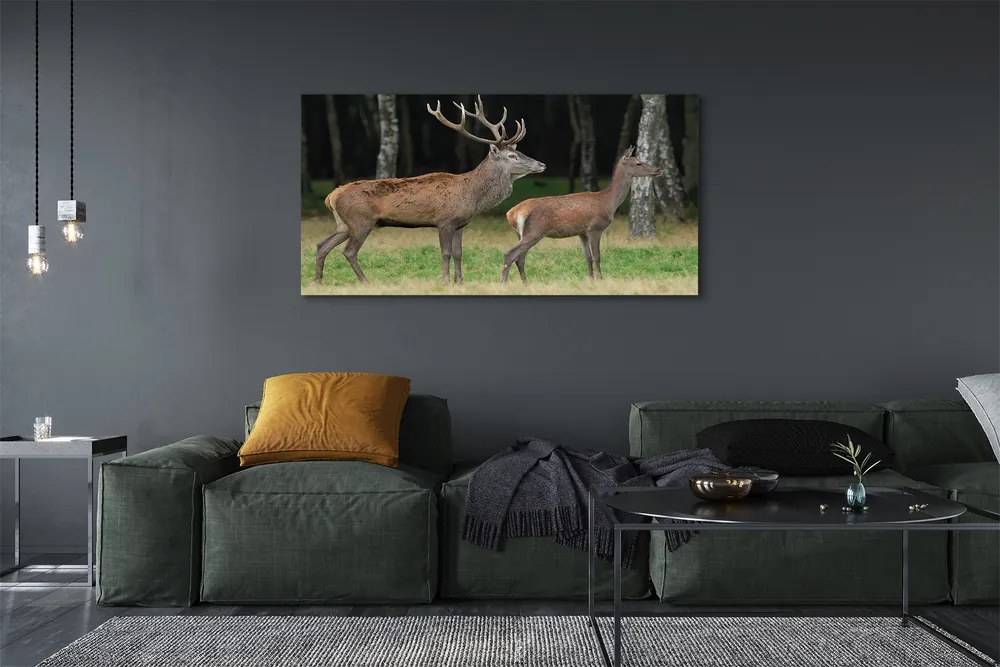 Fotoobraz na płótnie Król Lasu: Jeleń