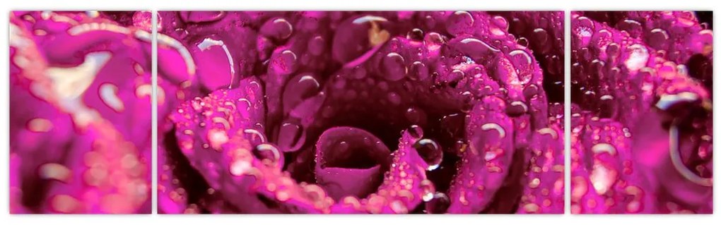 Obraz różowego kwiatu róży (170x50 cm)