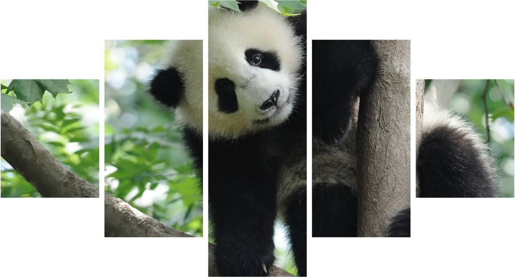 Obraz - Panda na drzewie (125x70 cm)