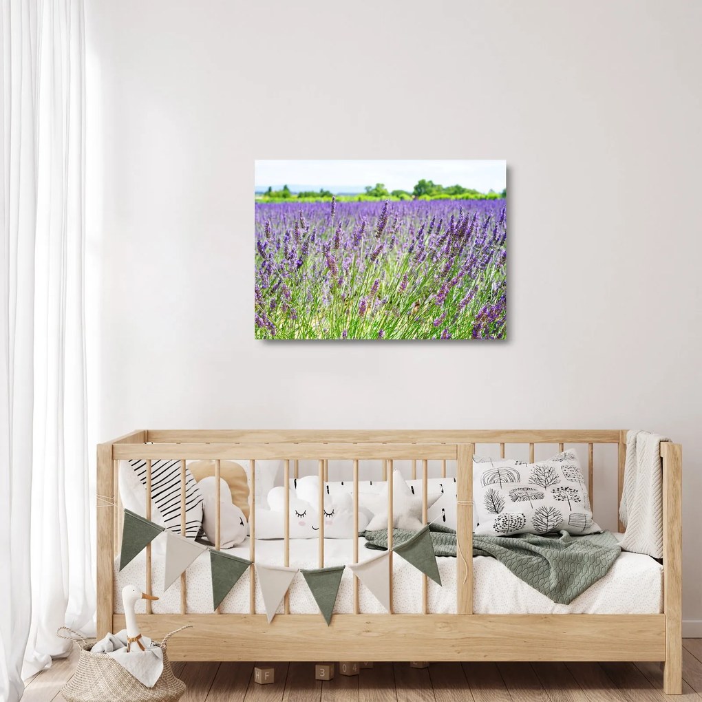 Obraz na szkle pola z lawendą (70x50 cm)